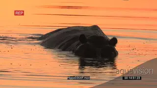 Hippo silhouette in the orange water of the Okavango at sunset
