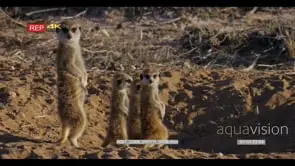 Meerkat mother warming her tummy and keeping watch over her juveniles