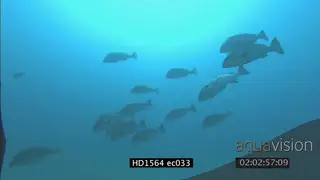 Sailfin Rubberlips swimming together underwater in ocean LS PAN