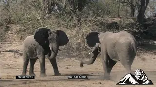 A pair of Elephants fight.