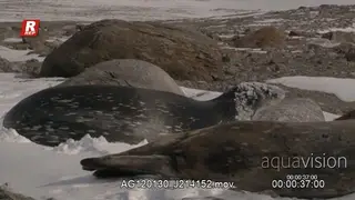 Weddell seal crawling on stomach to move on ice, turn and looking around.