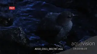 Dipper standing on a rock preening and jumping onto other rocks HA MLS ZI MS PAN