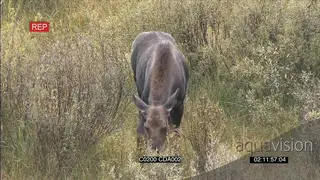 AERIAL a pair of Moose ZI one of them standing and grazing GOOD LIGHT
