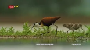 African jacana searching for food passed wood sandpiper also searching for food