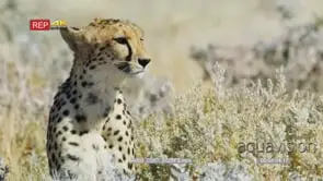 Closeup shot of cheetah resting inside grass