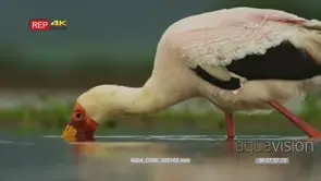Close up shot of yellow-billed stork fishing