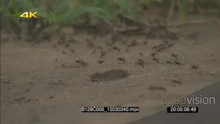 Colony of Worker Ants moving away from camera into grass GREEN