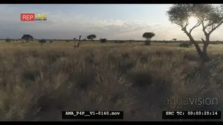 Low Aerial Drone shot over Savannah grassland