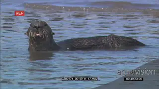 Sea Otter foraging and feeding in water MS