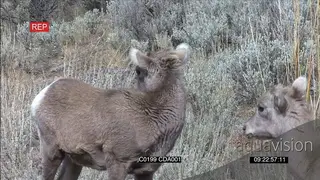 Bighorn sheep cub standing and looking around and one grazing MS
