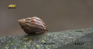 Giant African land Snail retreated inside shell on a tree log Rainy Conditions FF