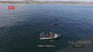 AERIAL of boat with tourists looking at Southern right Whales swimming and preforming