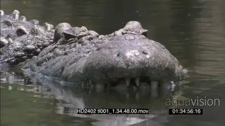 Nile Crocodile half sub-merged in water facing camera hunting zoom in scales pan along.