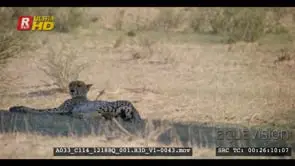 Cheetah under tree shade rolling over her back