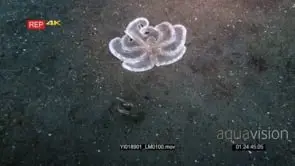Wide shot of a white net-Octopus, octopus sp2 resting and stretching out on the sea sand