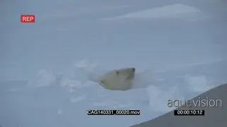 Polar Bear female emerging out of winter den scouting around