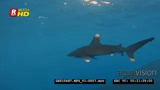 Close up shot of a ocean whitetip shark swimming past the camera