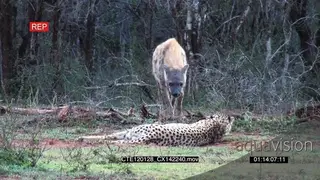 Spotted Hyena standing on bushveld looking at a laying Cheetah then walking away WS