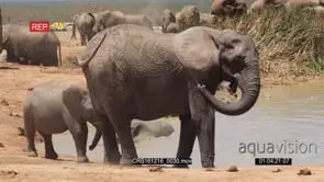 African Elephant Cow Splashing water on its back with a Calve drinking water on the side.