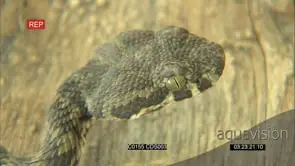 Tiger pitviper hunting, CU of face
