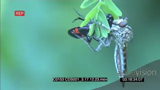 Female Horse-fly feeding on insect before mating