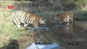 [2] Bengal Tigers standing in the Water stepping and sniffing on the Nile Crocodile