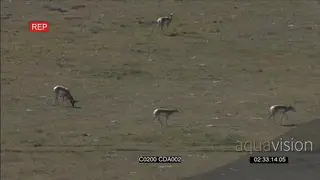 A herd of Pronghorn Antelopes walking around, standing and grazing GENERAL BEHAVIOUR