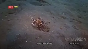 Close up slow motion shot of a Mimic octopus, Octopus sp19.