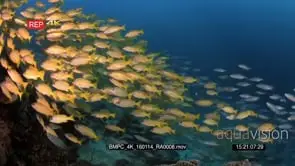 A large school of bluelined snapper fish and scissor-tailed fusilier's caesio caerulaurea.