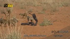 Mob of Meerkats gather around a Cape cobra sniffing.
