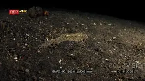 Night shot of White V octopus, Long armed octopus hunting in the sea