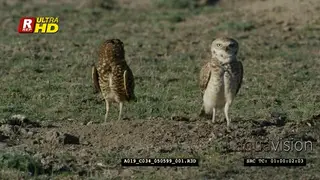 A pair of adult Burrowing owls standing on the ground.