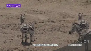 Zebra herd and foal standing moving MLS PAN SLOWMO