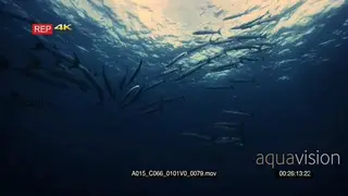 Wide slow motion shot of a school of blackfin barracuda fish.