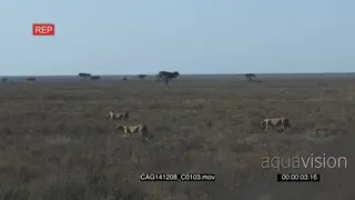 Cheetah's brothers 3 walking on the Savannah