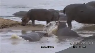 Hippo pod calfs social behaviour agitated moving splashing water sniffing eating dung.