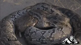African Rock Python feeding on a Mouse HA CU FOCUS PULL SLOW