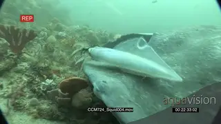 Chokka Squid sprays an ink to escape from a Stingrays.