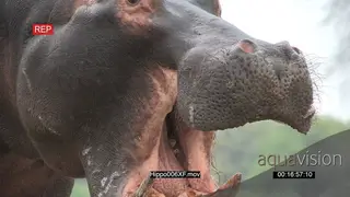 Bull hippo with a opened mouth CU