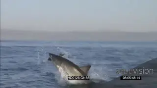 Great White Shark breach catch seal decoy AW