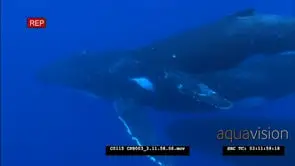 A family of humpback swimming UW