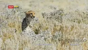 Cheetah resting inside grass