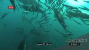 Dusky Sharks swimming underwater in ocean with Sardines WS HAND