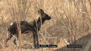 African wild dog hunting scouting around SEMI DRY MS