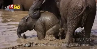 African Elephant herd inside water, mother protecting baby trying to swim.
