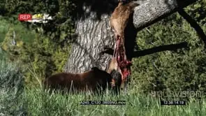 Brown Bear standing on prairie sniffing Elk carcass hanging on tree MWS