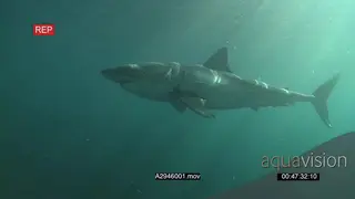 Great white shark gently swimming towards boat underwater in ocean and passing by camera.