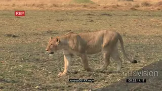 Lioness walking across open savannah MWS