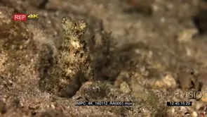 Close up of the eye and head of a camouflaged octopus.
