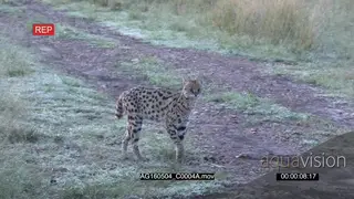 Serval male sauntering along a road and looking around